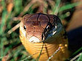 Thumbnail for version as of 01:50, 6 December 2007