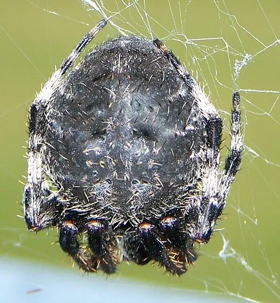 File:Spider belly.jpg