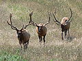 Thumbnail for version as of 16:49, 20 July 2007