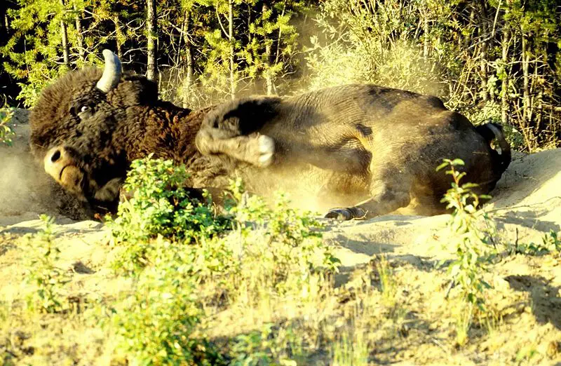 File:Wood-Buffalo-NP Waldbison 3 98-07-02.jpg
