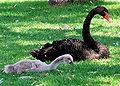 Thumbnail for version as of 17:15, 20 July 2007