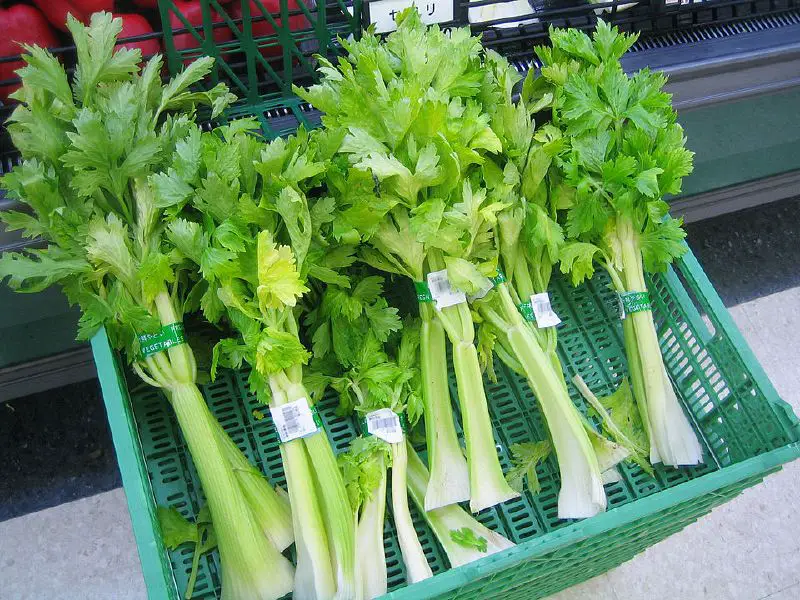 Celery - New World Encyclopedia