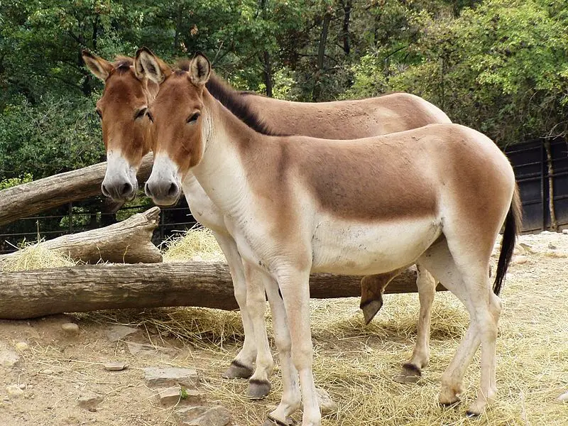 File:Equus kiang holdereri04.jpg
