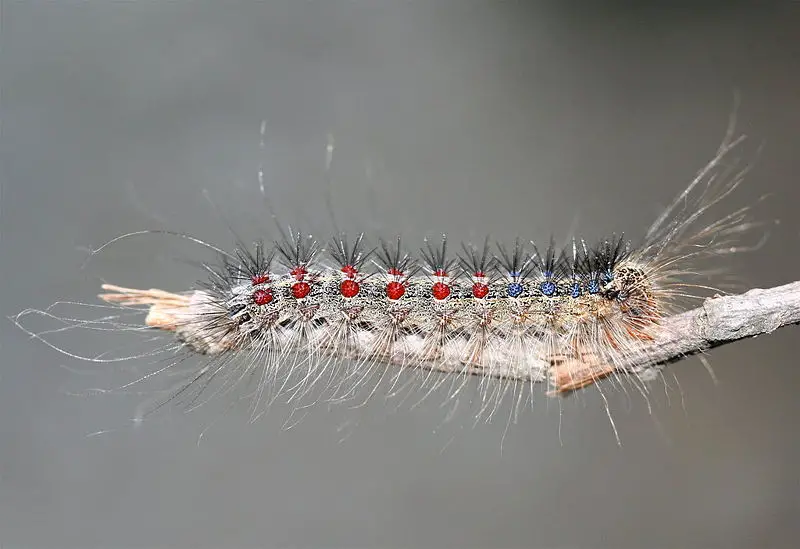 File:IC Caterpillar1.JPG