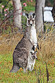 Thumbnail for version as of 01:43, 11 January 2007