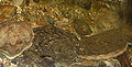 Thumbnail for version as of 12:43, 8 October 2008