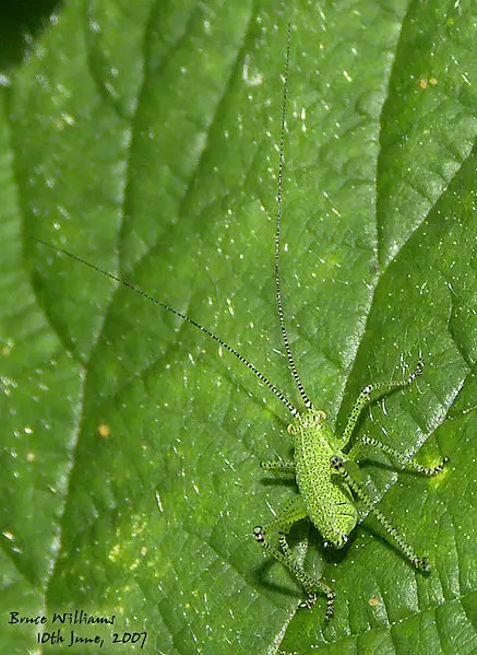 File:Speckled bush-cricket nymph 3.jpg