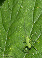 Thumbnail for version as of 18:09, 10 November 2008