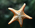 Thumbnail for version as of 22:41, 3 December 2006