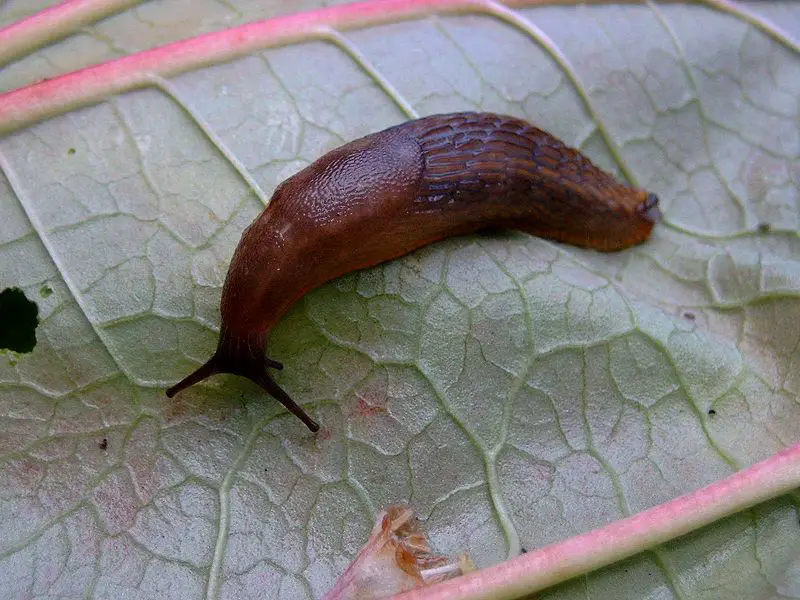 File:Unknown slug on rhubarb.jpg