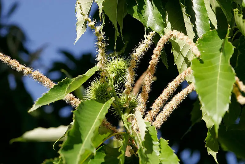 File:Young chestnuts.jpg