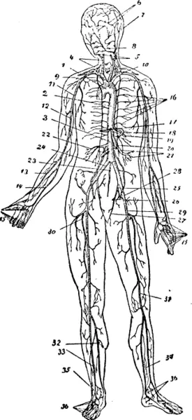File:Arteriessystem.png