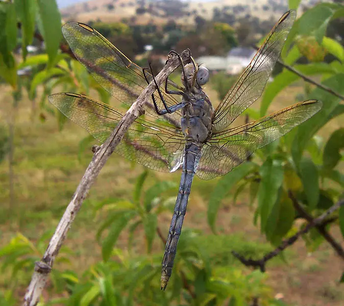 File:Aust blue dragonfly02.jpg