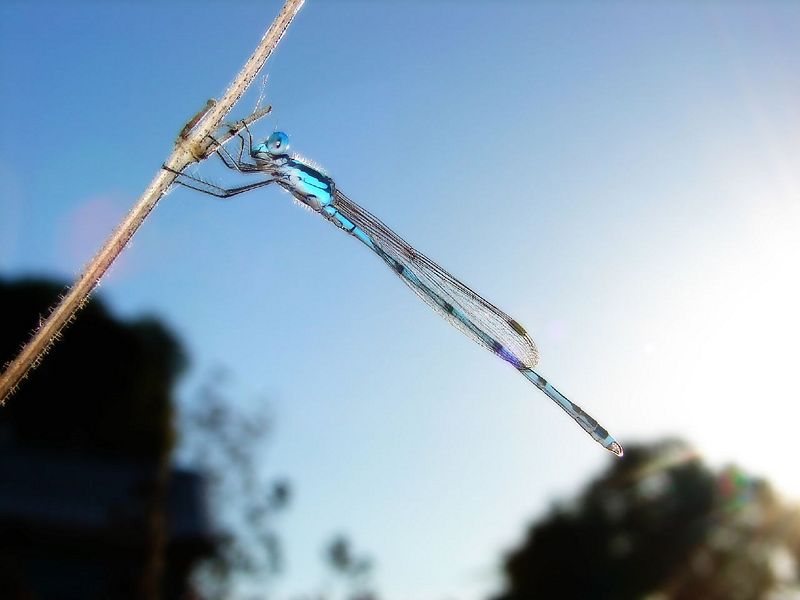 File:Blue damselfly.jpg