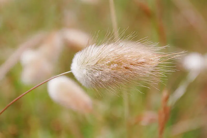 File:Harestail grass.jpg