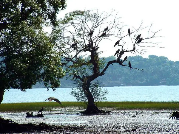 Goa - New World Encyclopedia