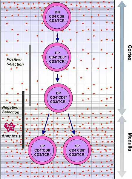 File:Intrathymic T Cell Differentiation.JPG