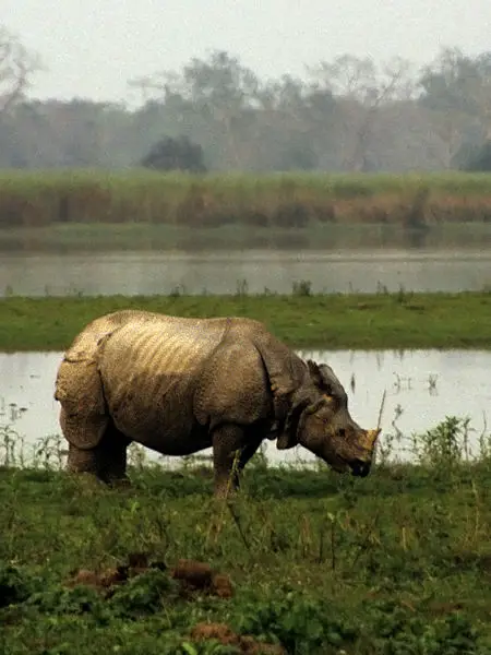 File:Kazi rhino edit.jpg