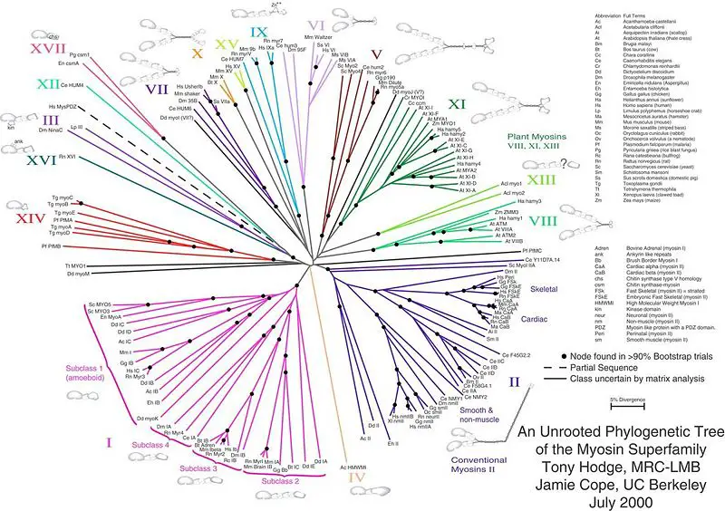 File:MyosinUnrootedTree.jpg