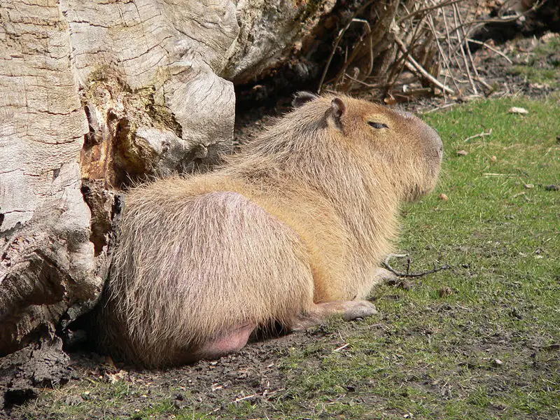 File:Wasserschwein.jpg