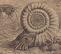Artist's reconstruction of a live ammonite.