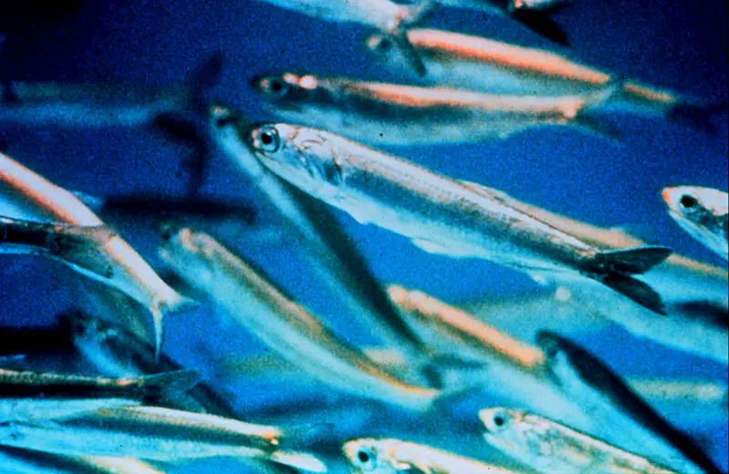 File:Anchovy closeup.jpg