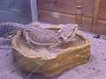 Thumbnail for version as of 01:17, 11 August 2007