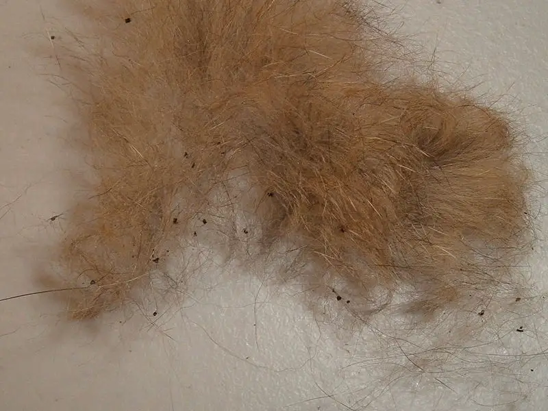 File:Fleadirt.jpg