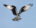 Thumbnail for version as of 05:19, 9 May 2008