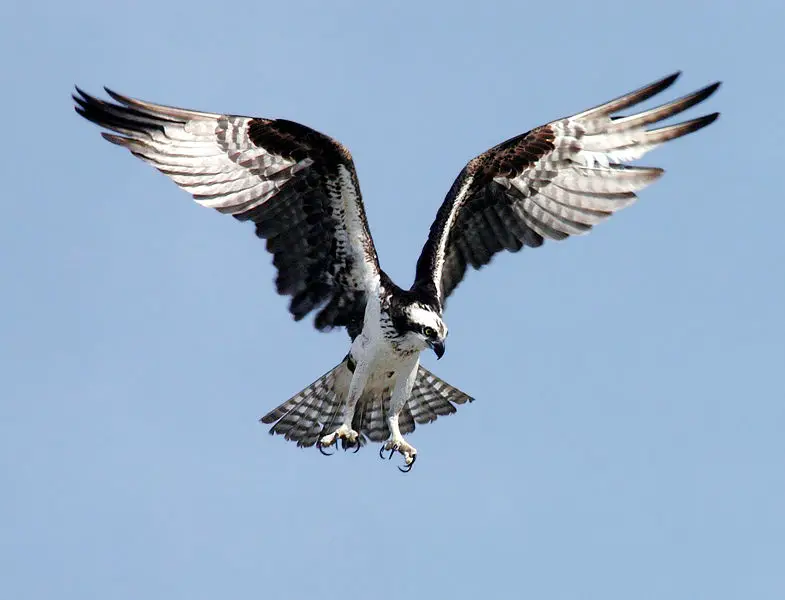 File:OspreyNASA.jpg