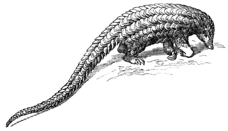 File:Schuppentier-drawing.jpg