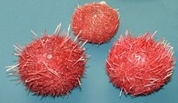 Sea urchins, Sterechinus neumayeri