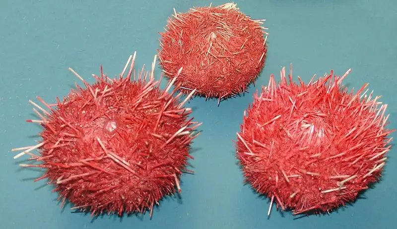 File:Sea urchins, Sterechinus neumayeri.jpg
