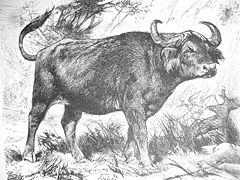 African Buffalo, 19th century drawing