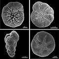 Thumbnail for version as of 22:18, 22 August 2008