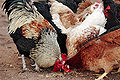 Thumbnail for version as of 00:40, 17 December 2007