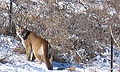Thumbnail for version as of 14:52, 21 June 2008