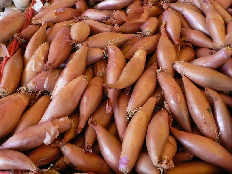 File:Echalote p1040227.jpg