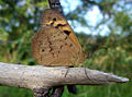 Thumbnail for version as of 19:29, 1 July 2006