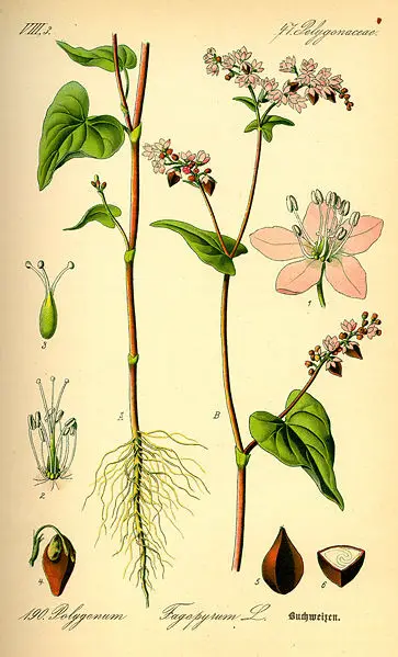 File:Illustration Fagopyrum esculentum0.jpg