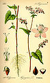 Thumbnail for version as of 17:02, 14 August 2008