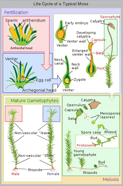 File:Lifecycle moss svg diagram.svg