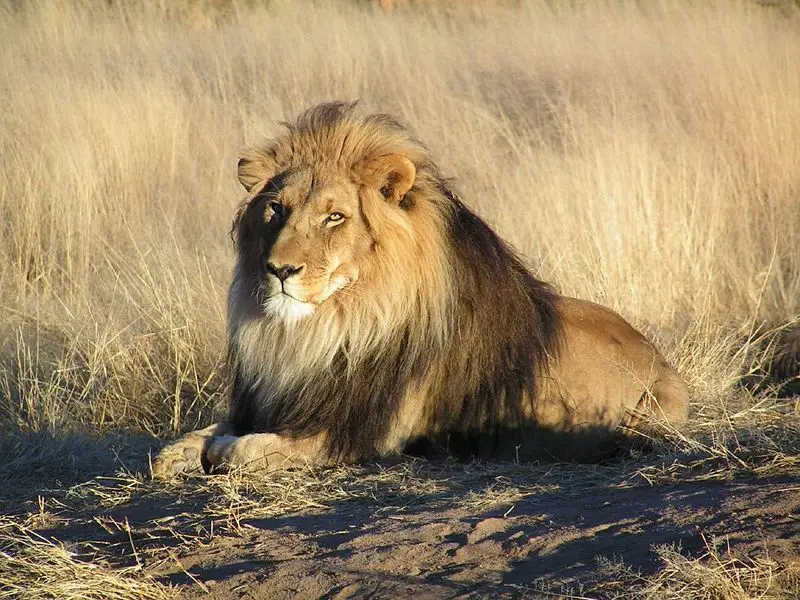 File:Lion waiting in Nambia.jpg