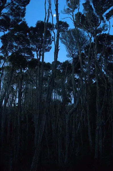 File:Paperbark-trees-in-Tasmania.jpg