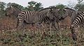 Thumbnail for version as of 13:02, 5 May 2009