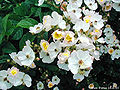 Thumbnail for version as of 14:36, 10 June 2006