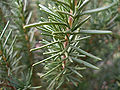 Thumbnail for version as of 21:14, 1 January 2009