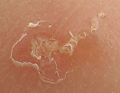 Thumbnail for version as of 14:47, 27 January 2007