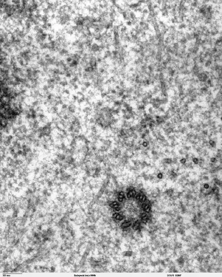 centriole-new-world-encyclopedia