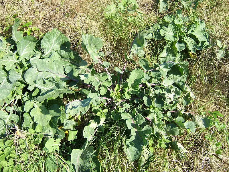 File:Brassica oleracea0.jpg